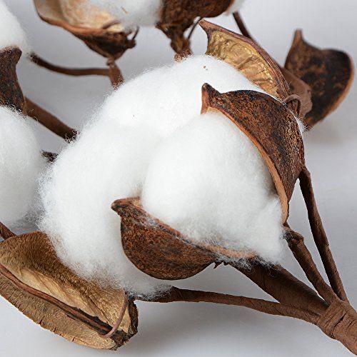 eco-friendly vs critical thinking: image of cotton plant