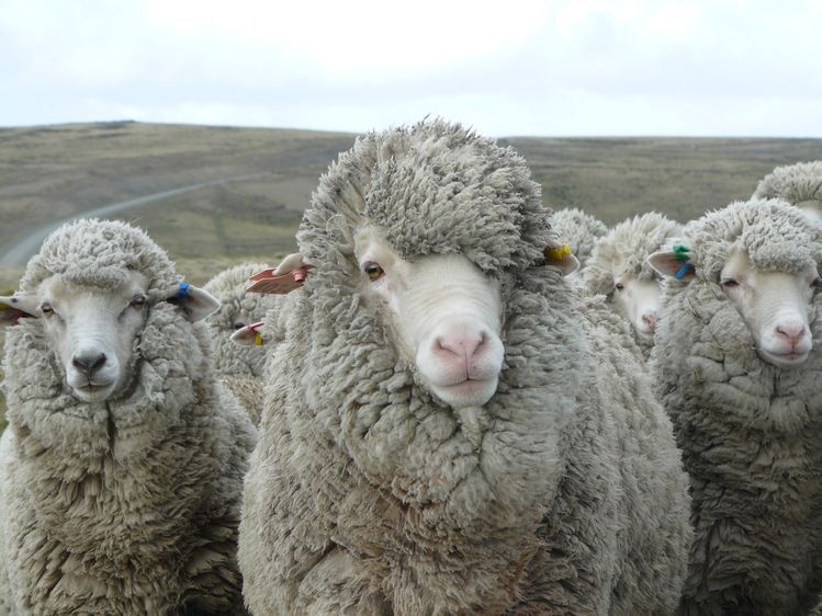 mulesing free merino wool