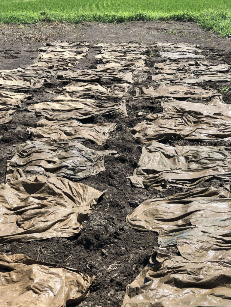 A series of GoodNeighbors Shirts laid on clay soil during the traditional Japanese mud-dyeing process, with green grass in the background.